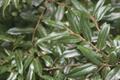 Diospyros whyteana